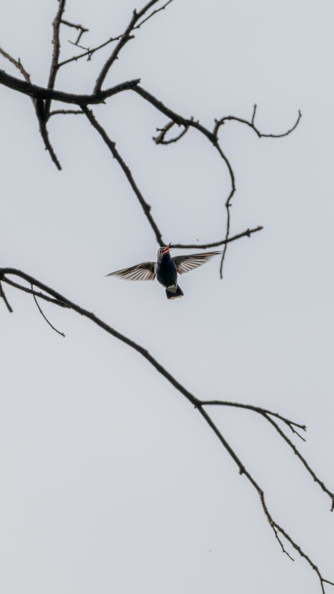 Broad-billed Hummingbird - ML639642056