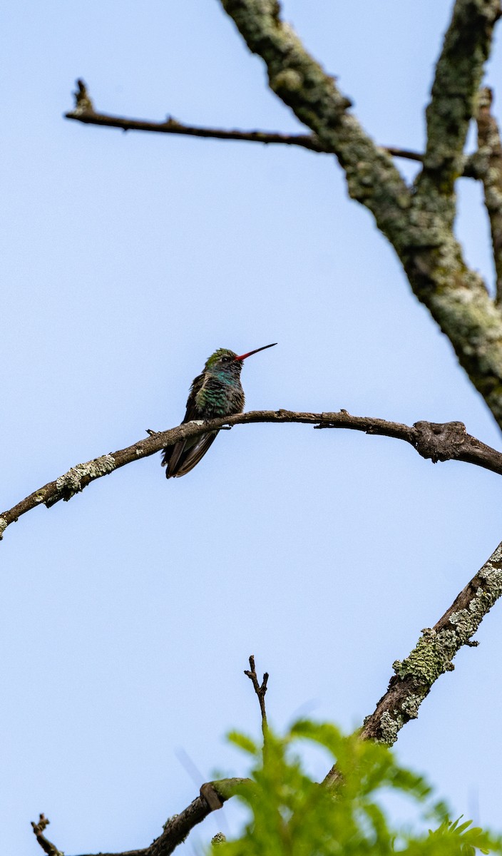 Broad-billed Hummingbird - ML639642057