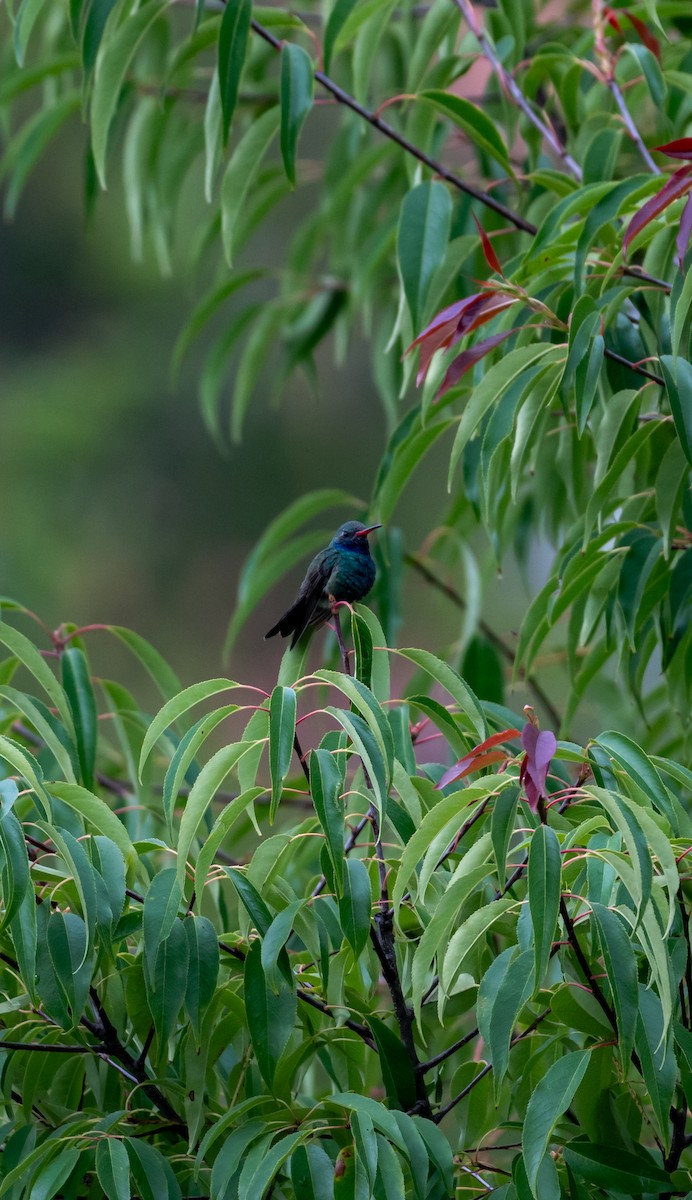 Broad-billed Hummingbird - ML639642087