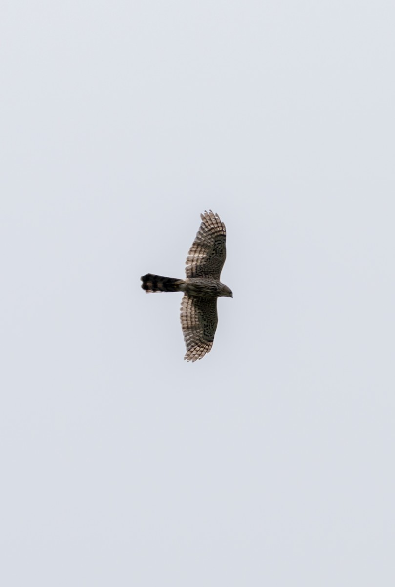 Cooper's Hawk - ML639642101