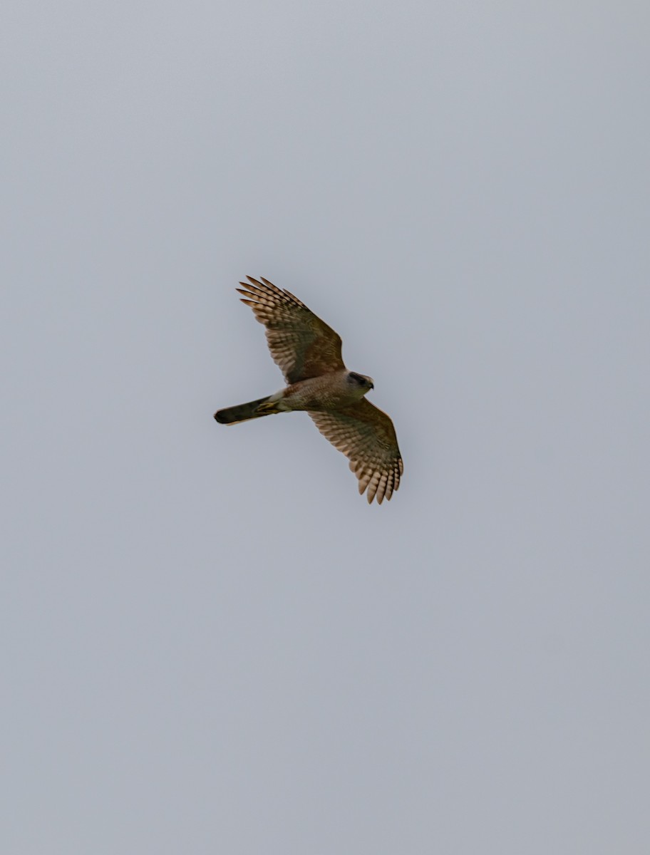 Cooper's Hawk - ML639642102