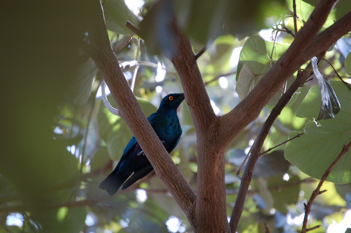 Purple Starling - ML639642112