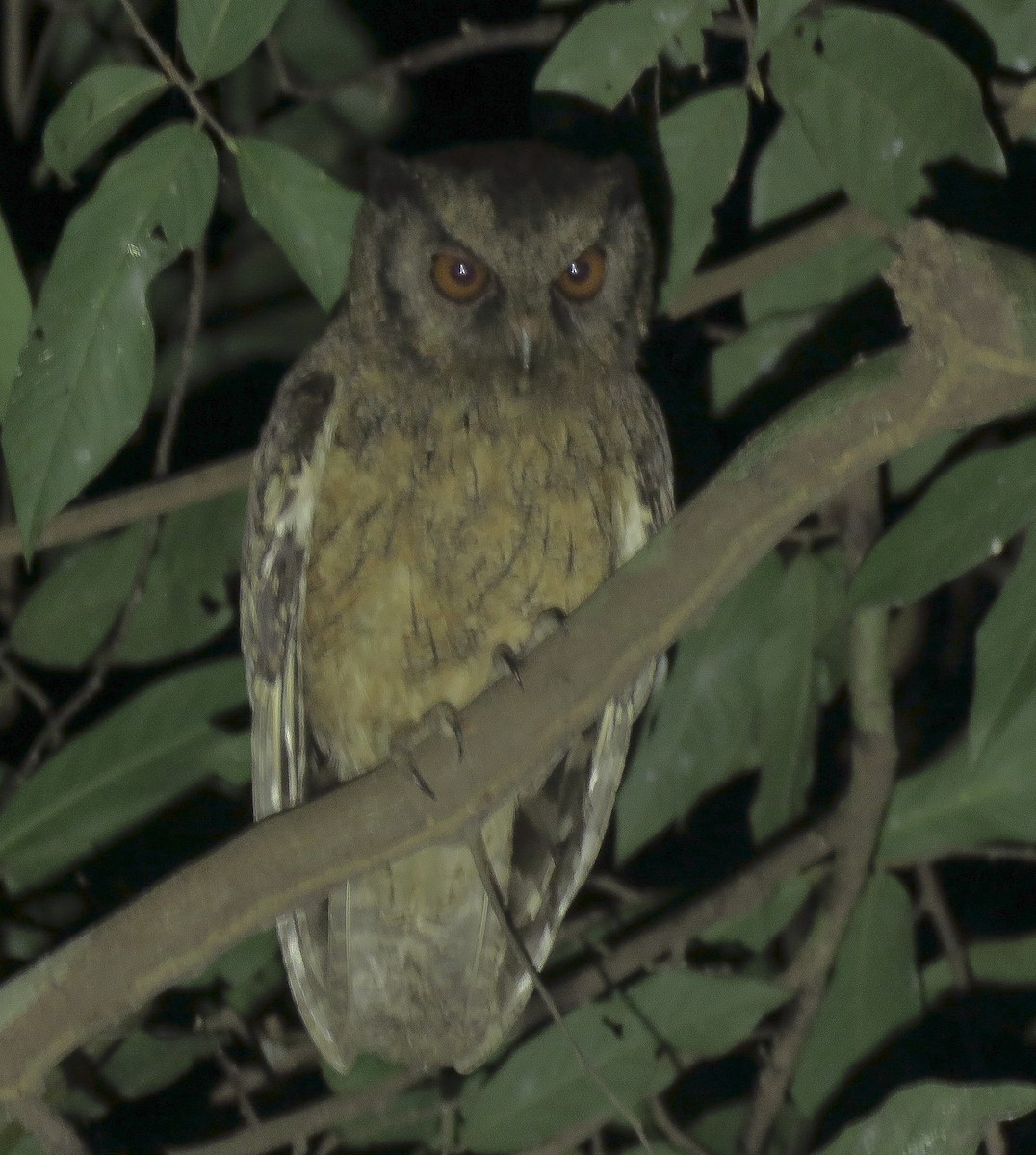 Tawny-bellied Screech-Owl (Austral) - ML639642116