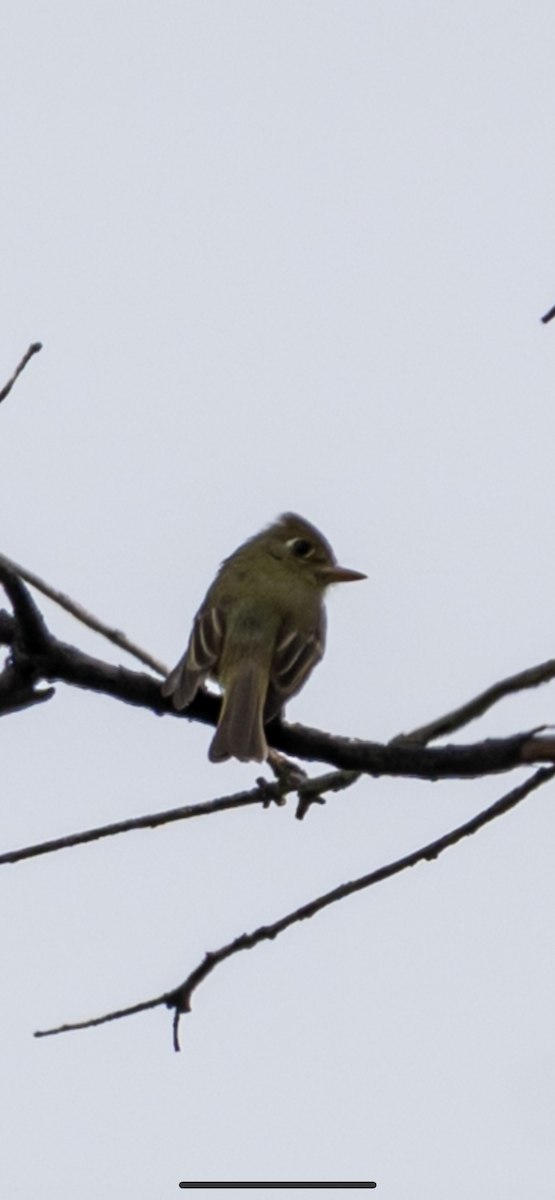 Western Flycatcher - ML639642122