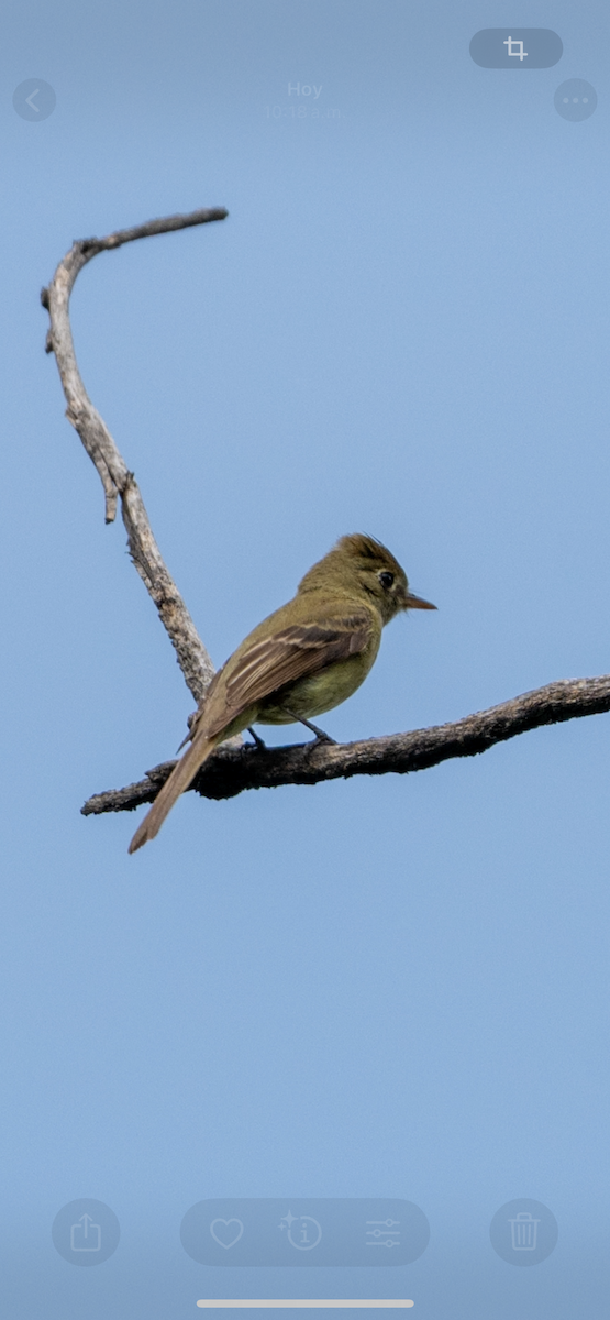 Western Flycatcher - ML639642123