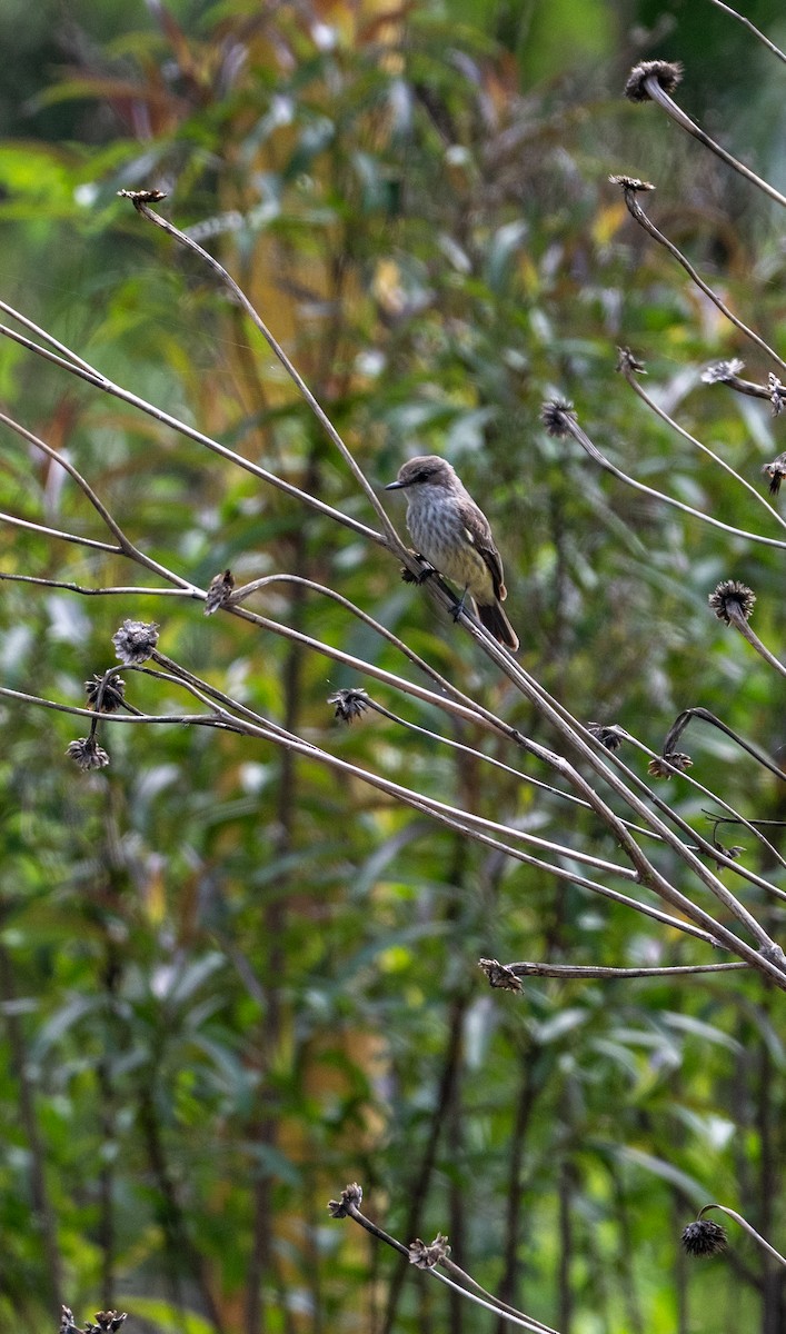 Vermilion Flycatcher - ML639642136