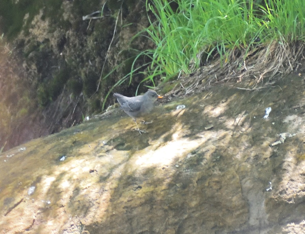 American Dipper - ML639642140