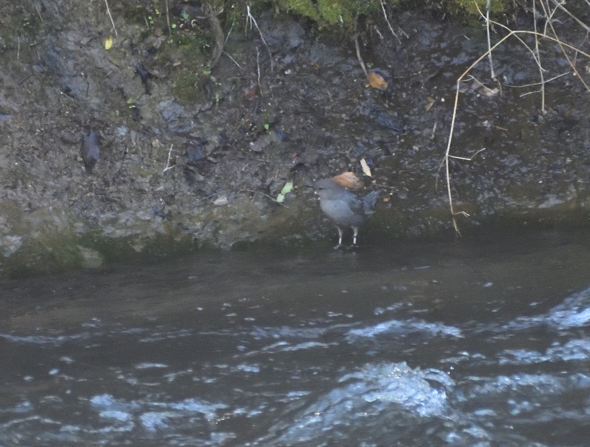 American Dipper - ML639642146