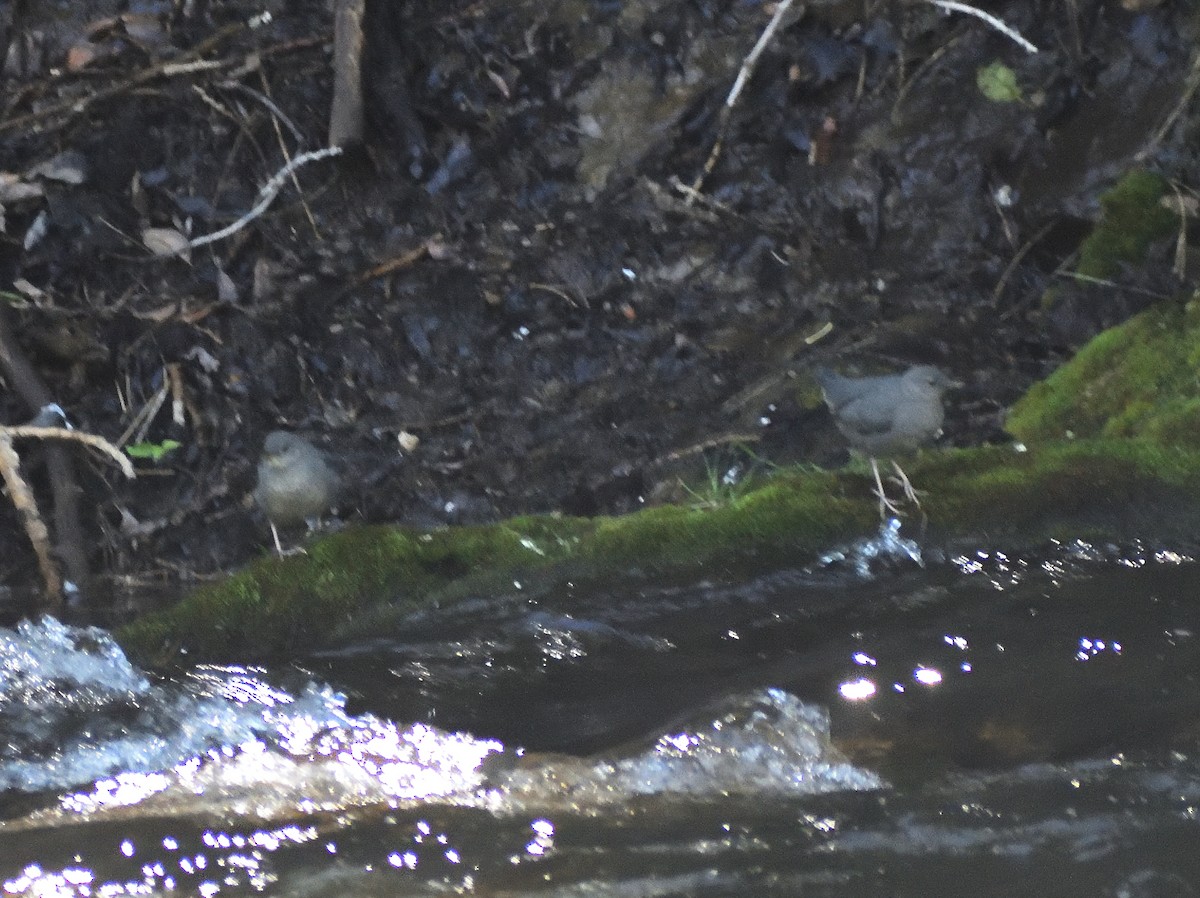 American Dipper - ML639642155
