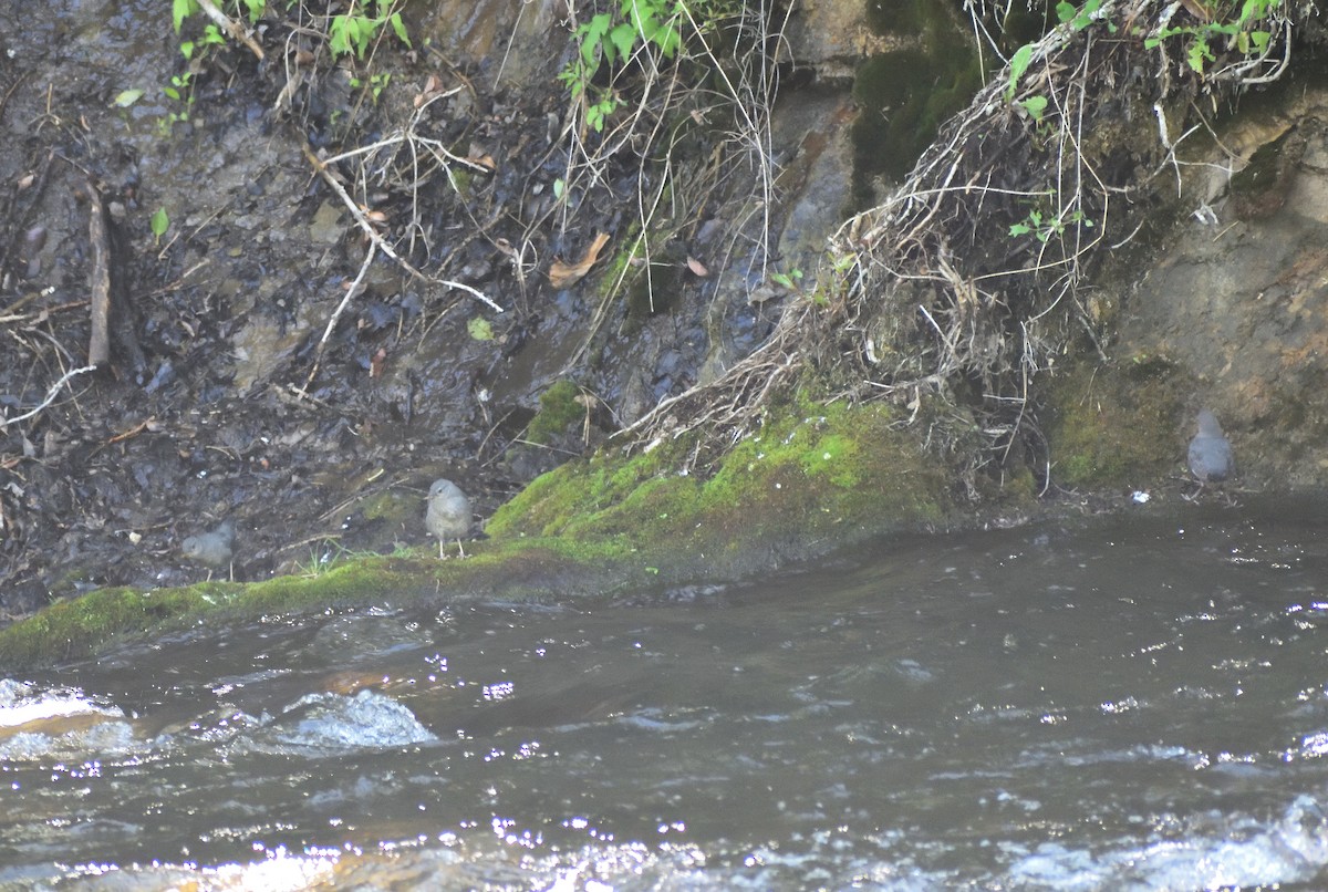 American Dipper - ML639642161