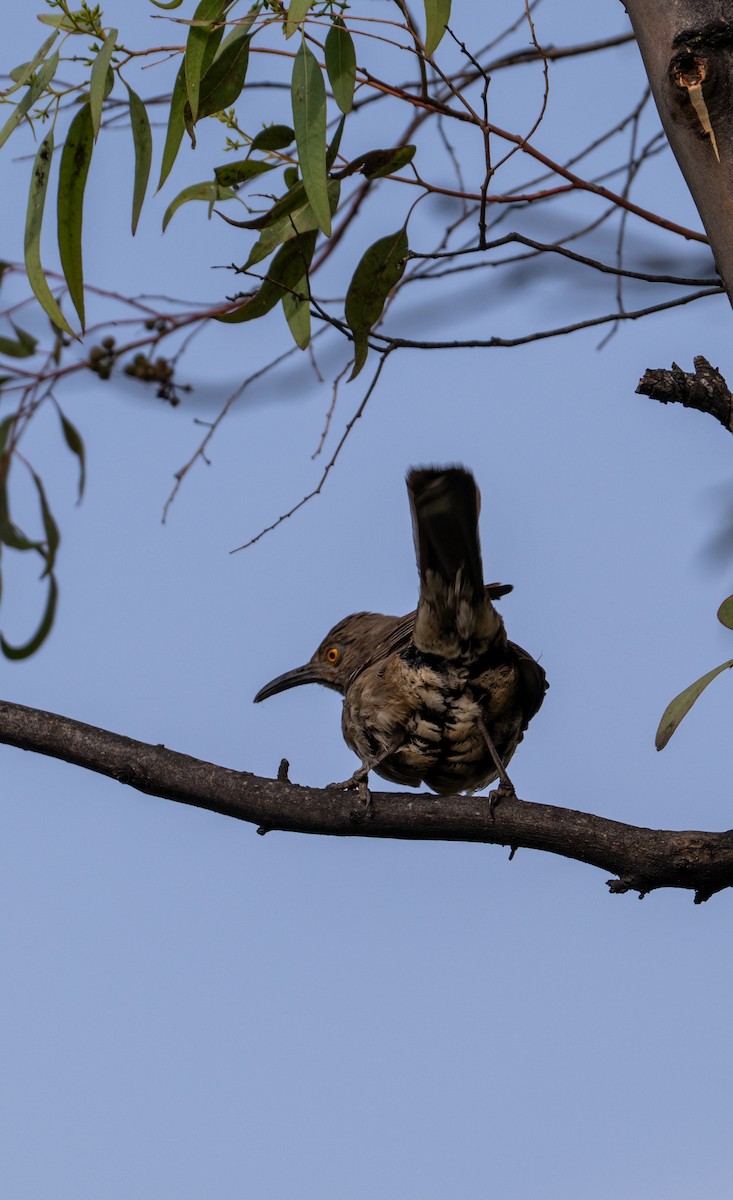 Curve-billed Thrasher - ML639642162