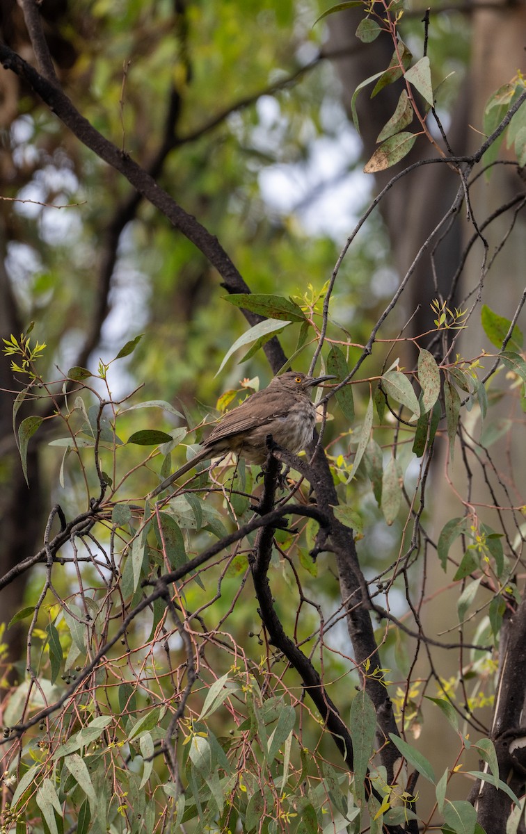 Curve-billed Thrasher - ML639642163