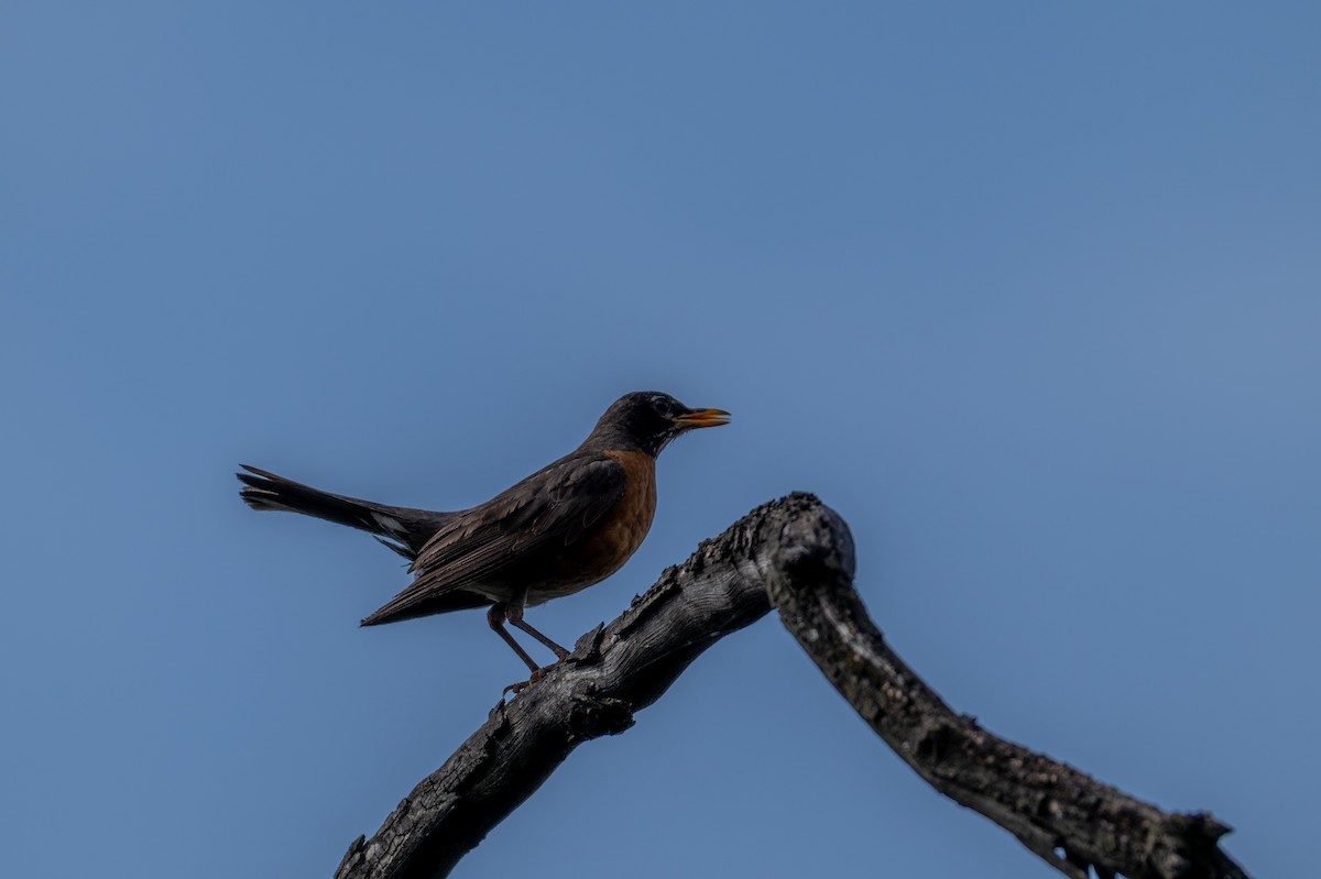 American Robin - ML639642168