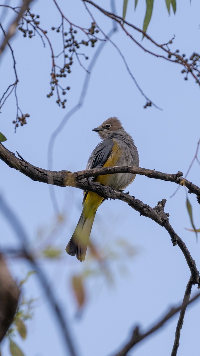Gray Silky-flycatcher - ML639642188