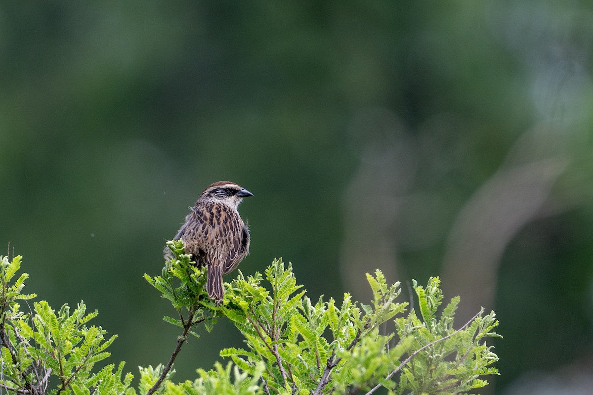 Striped Sparrow - ML639642200