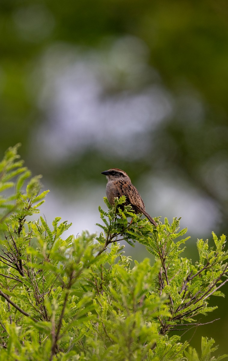 Striped Sparrow - ML639642202