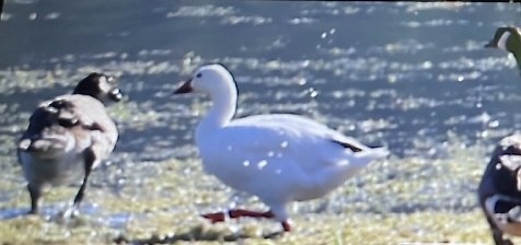 Цасны галуу - ML639642224