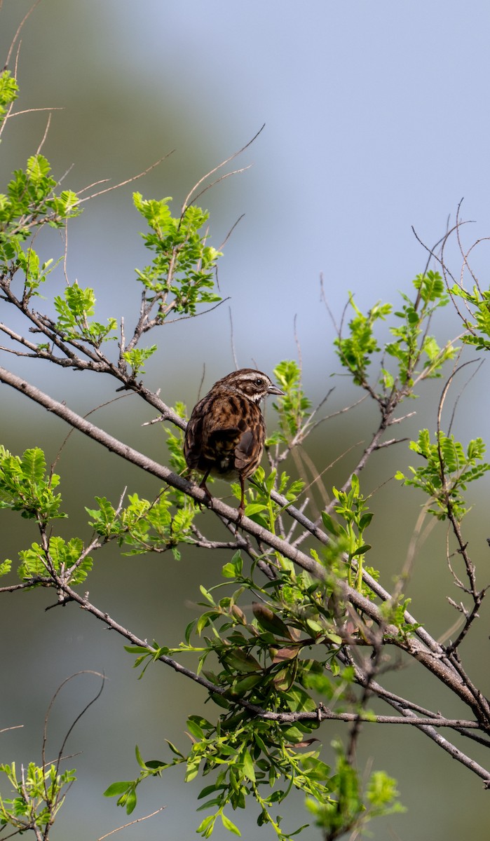 Song Sparrow - ML639642226