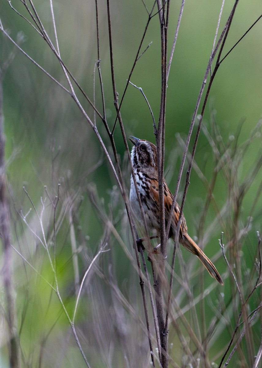 Song Sparrow - ML639642227