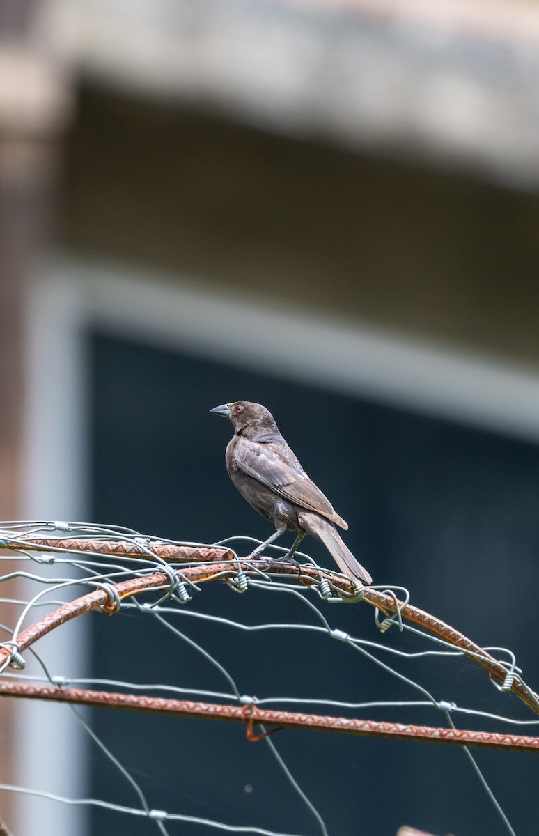 Bronzed Cowbird - ML639642230