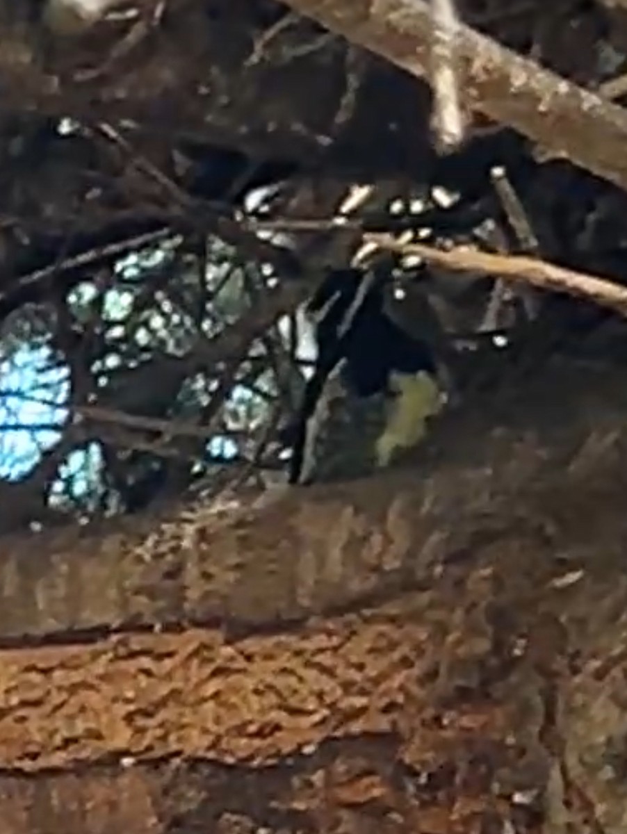 Williamson's Sapsucker - ML639642231