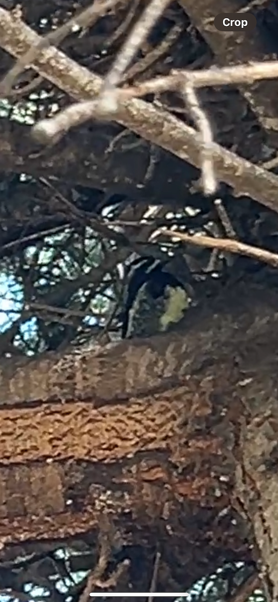 Williamson's Sapsucker - ML639642232