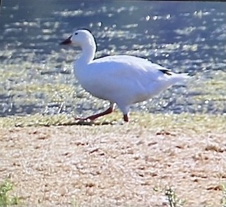 Цасны галуу - ML639642236