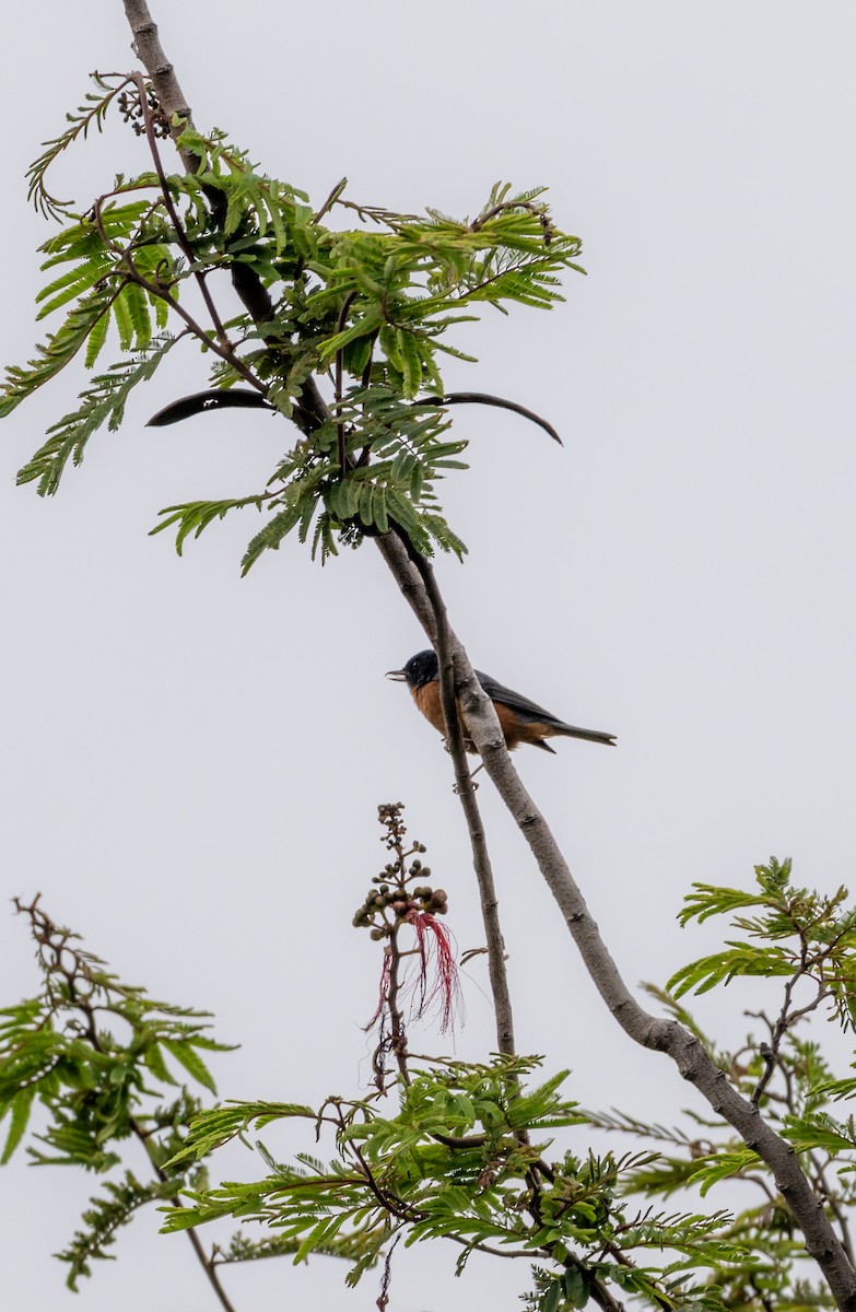 Cinnamon-bellied Flowerpiercer - ML639642239