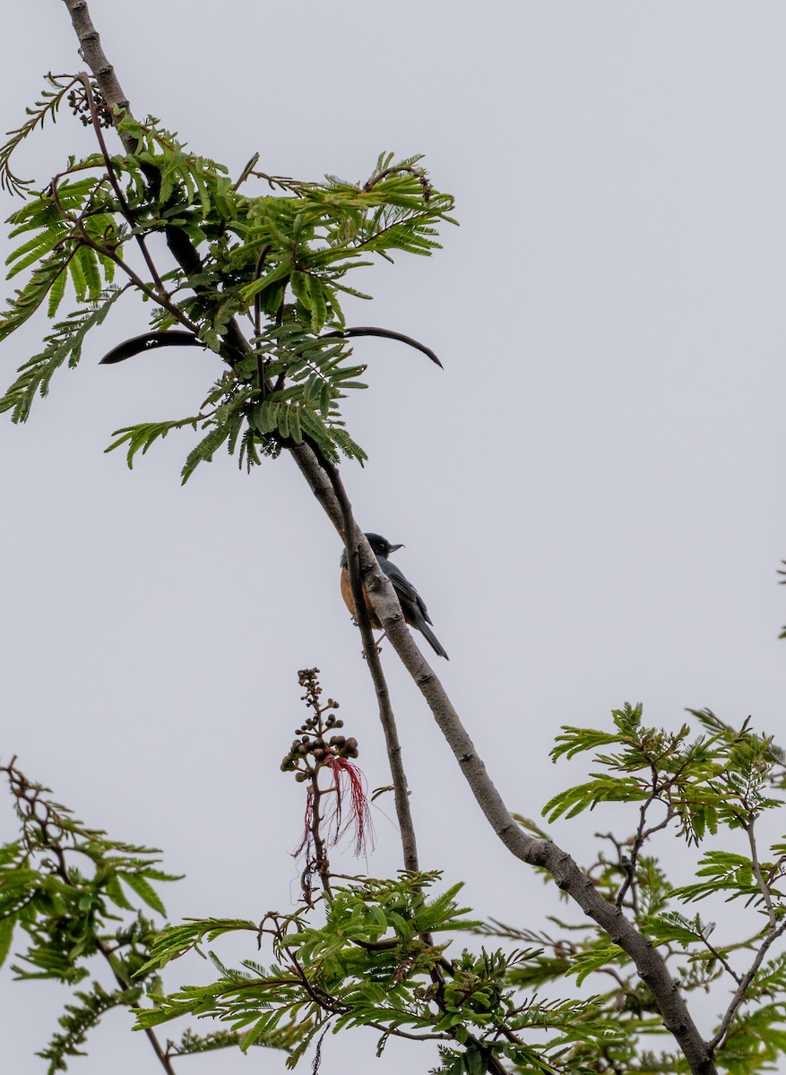 Cinnamon-bellied Flowerpiercer - ML639642240