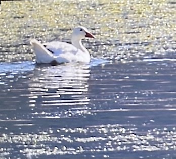 Цасны галуу - ML639642243