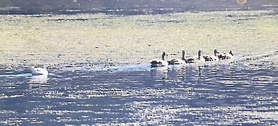 Цасны галуу - ML639642248