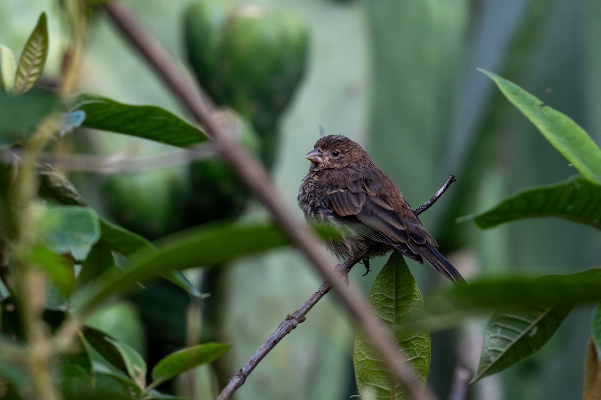 House Finch - ML639642295