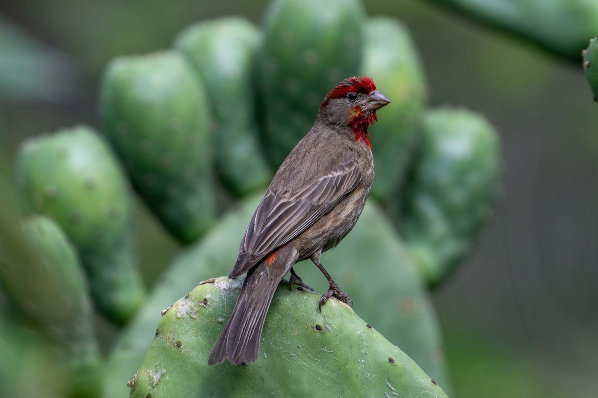 House Finch - ML639642296