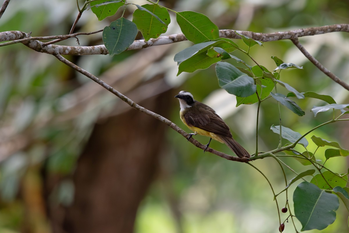 Social Flycatcher - ML639642300