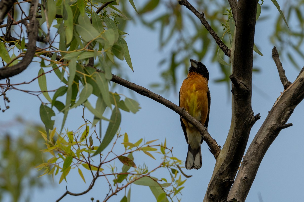 Black-headed Grosbeak - ML639642308