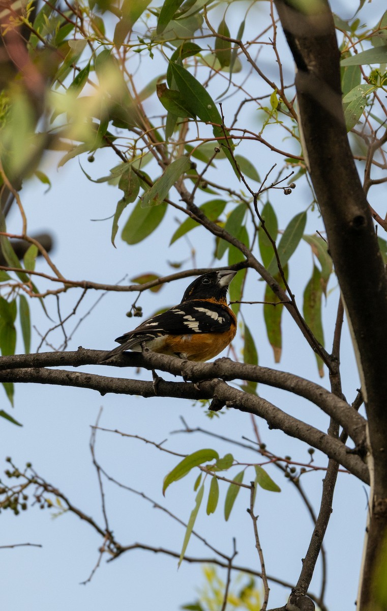 Black-headed Grosbeak - ML639642309