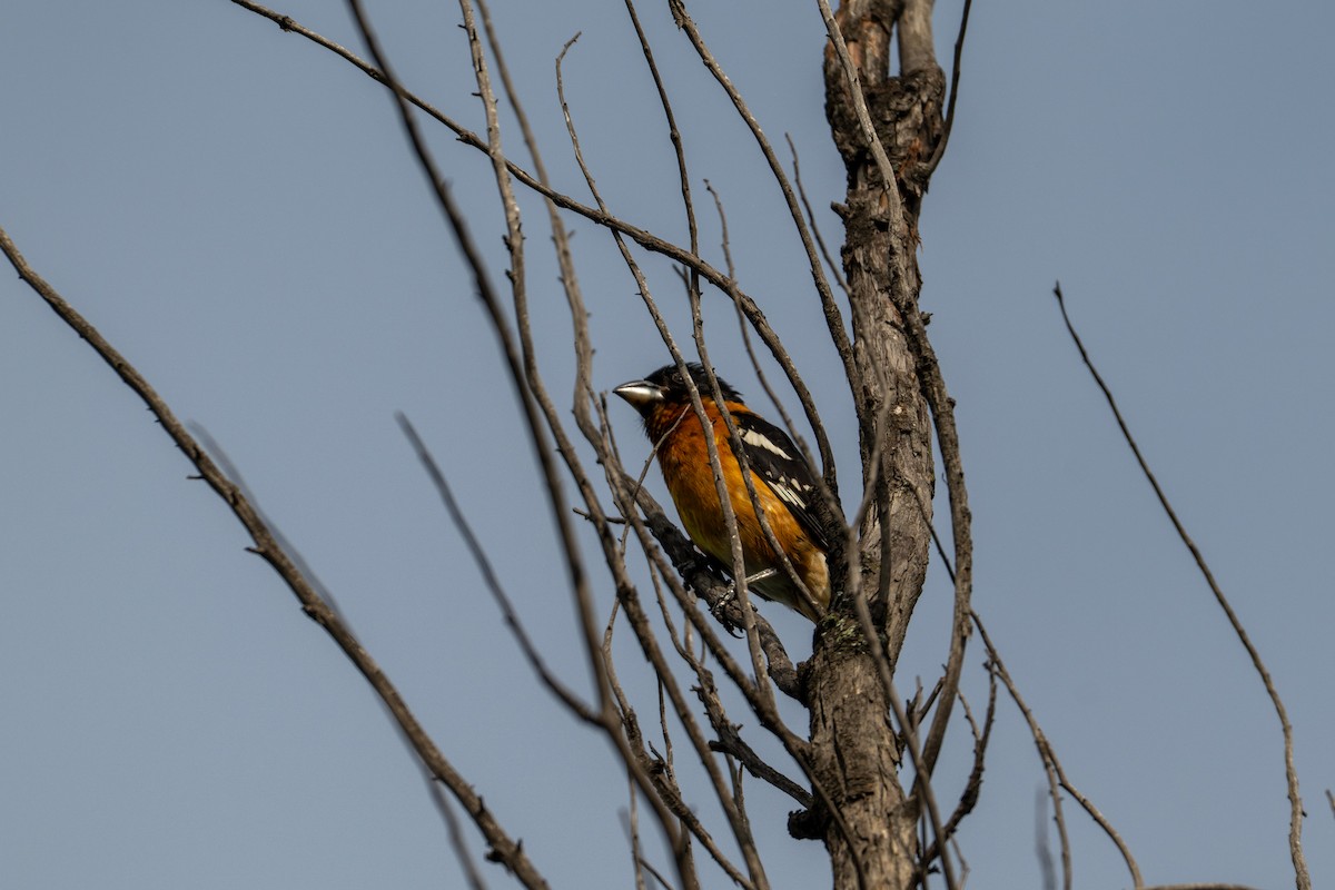 Black-headed Grosbeak - ML639642310