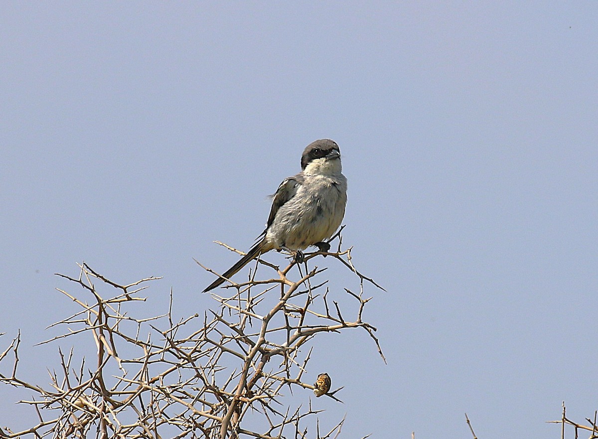 Great Gray Shrike (Sahara) - ML639642318