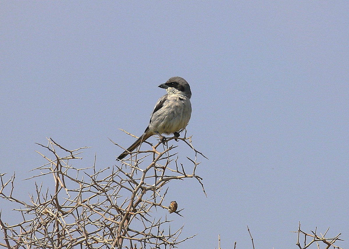 Great Gray Shrike (Sahara) - ML639642319