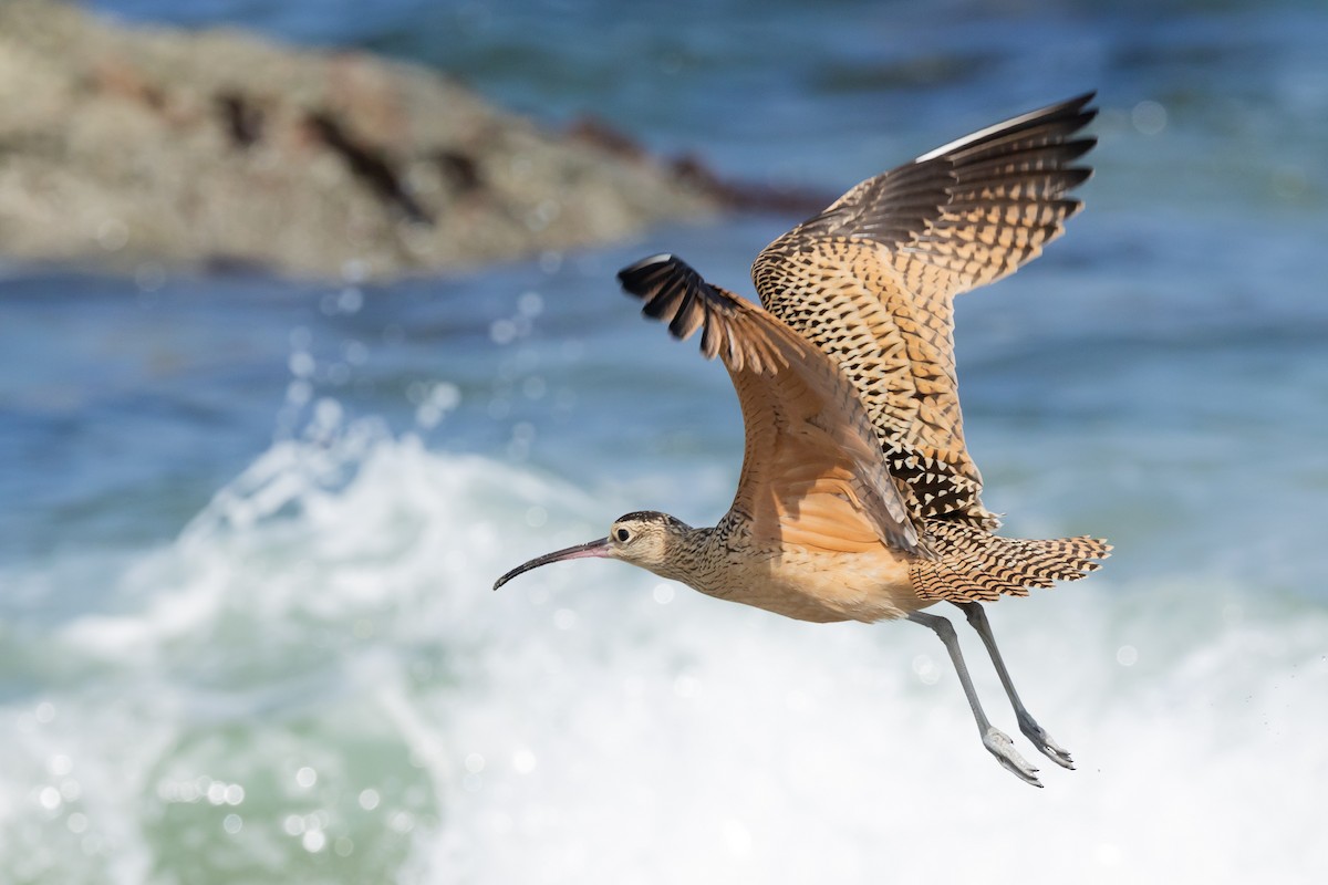 Long-billed Curlew - ML639642382