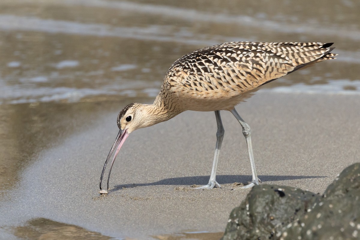 Long-billed Curlew - ML639642384