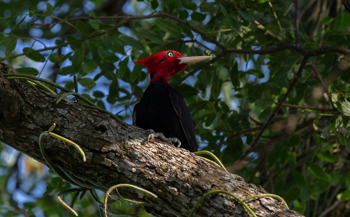 Cream-backed Woodpecker - ML639642392