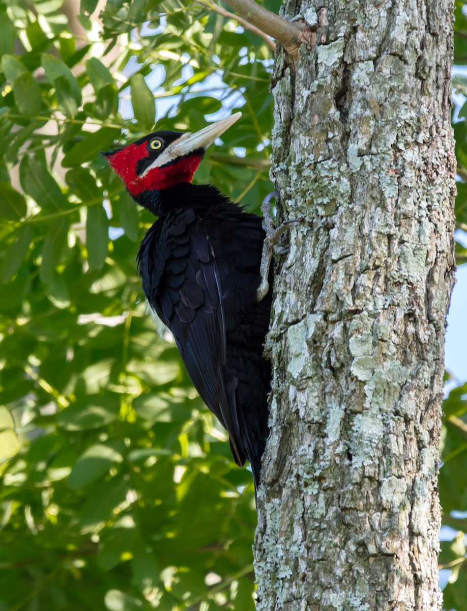Cream-backed Woodpecker - ML639642393