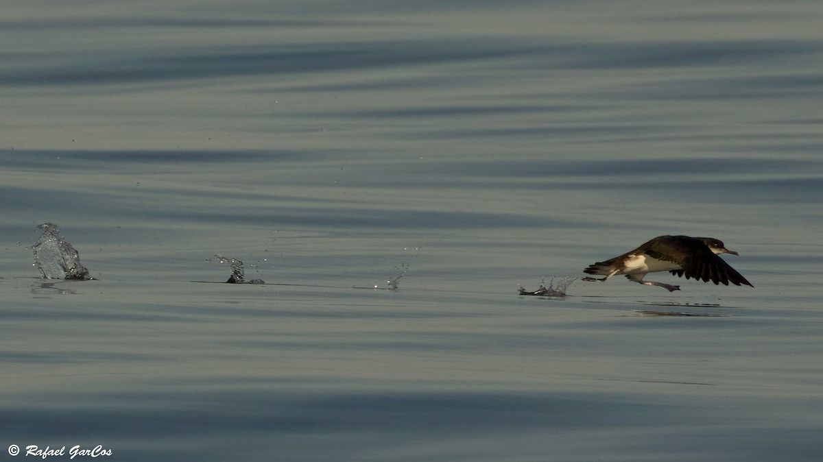 Manx Shearwater - ML639642449