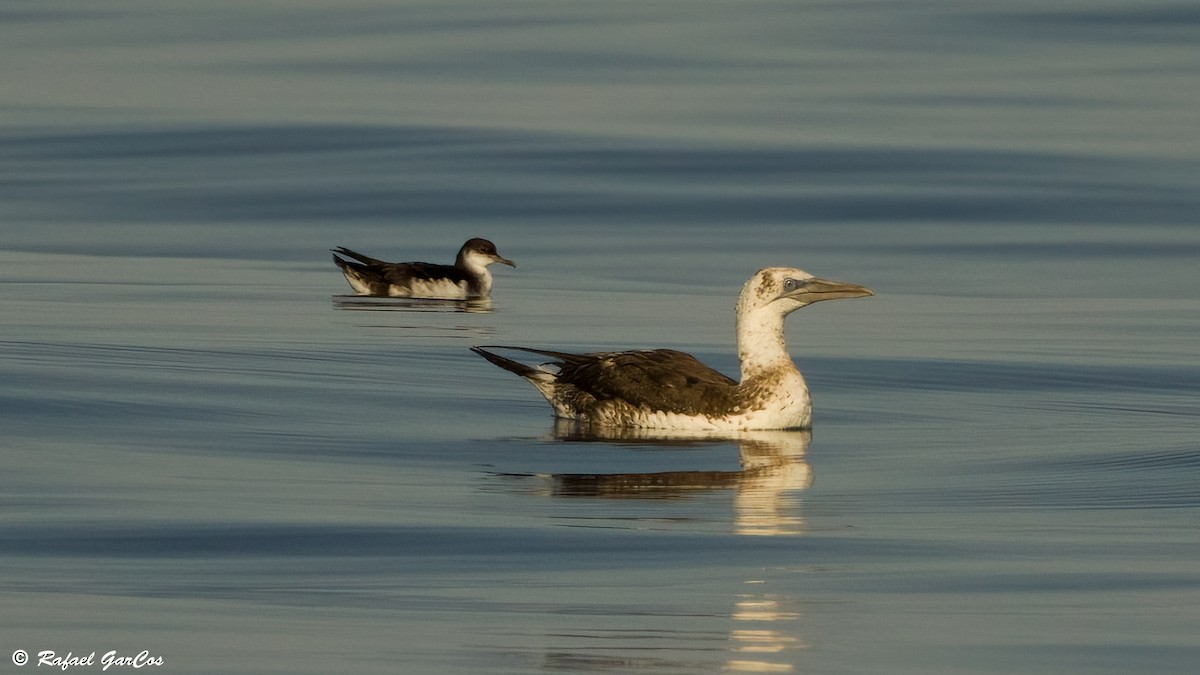 Manx Shearwater - ML639642450