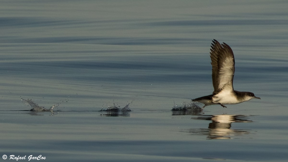 Manx Shearwater - ML639642451