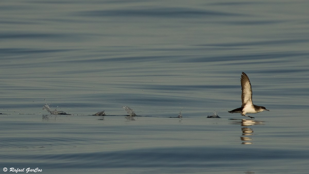 Manx Shearwater - ML639642452