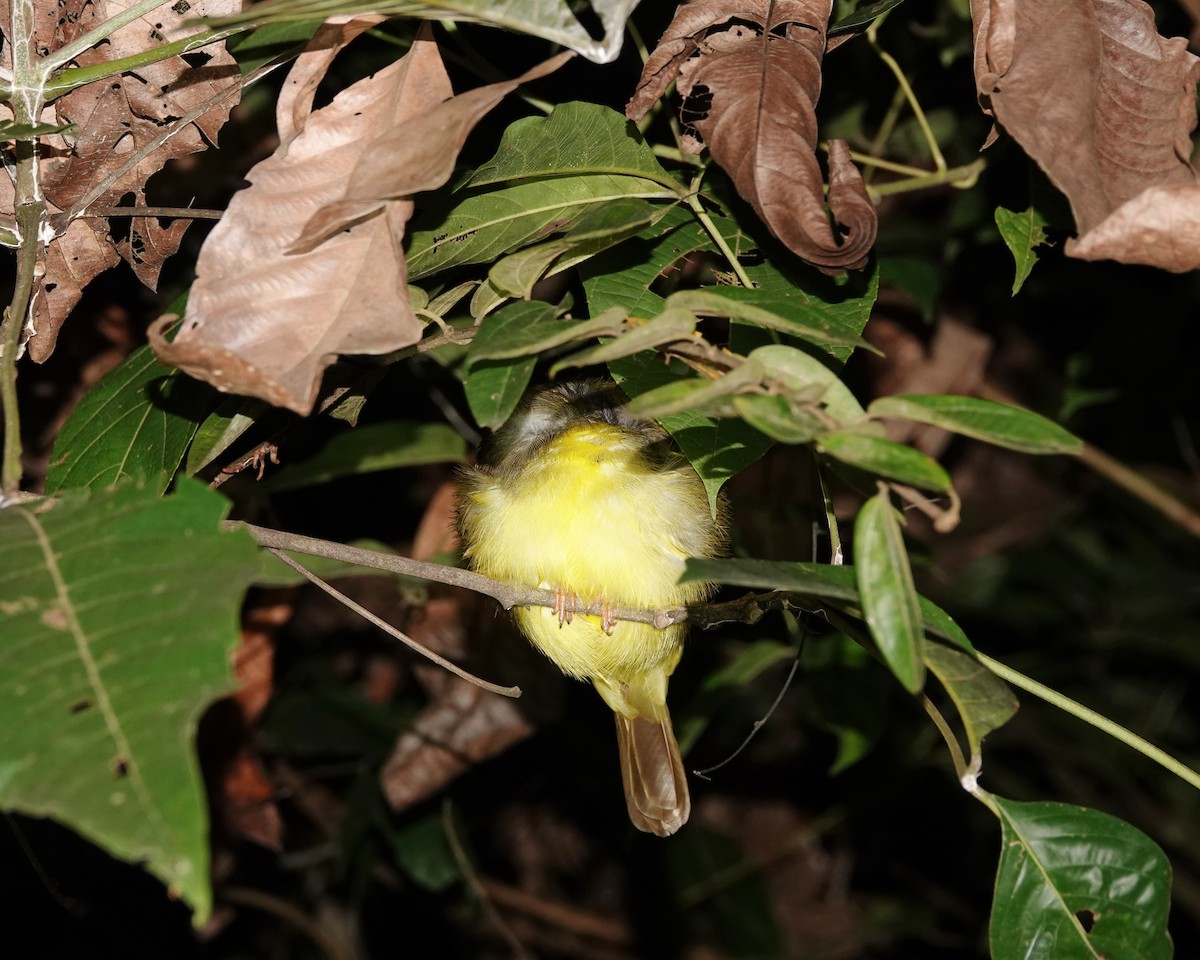 Yellow-bellied Bulbul - ML639642462