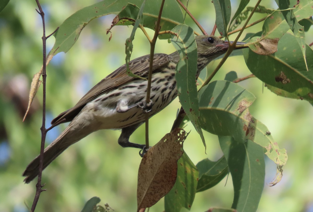 Olive-backed Oriole - ML639642539
