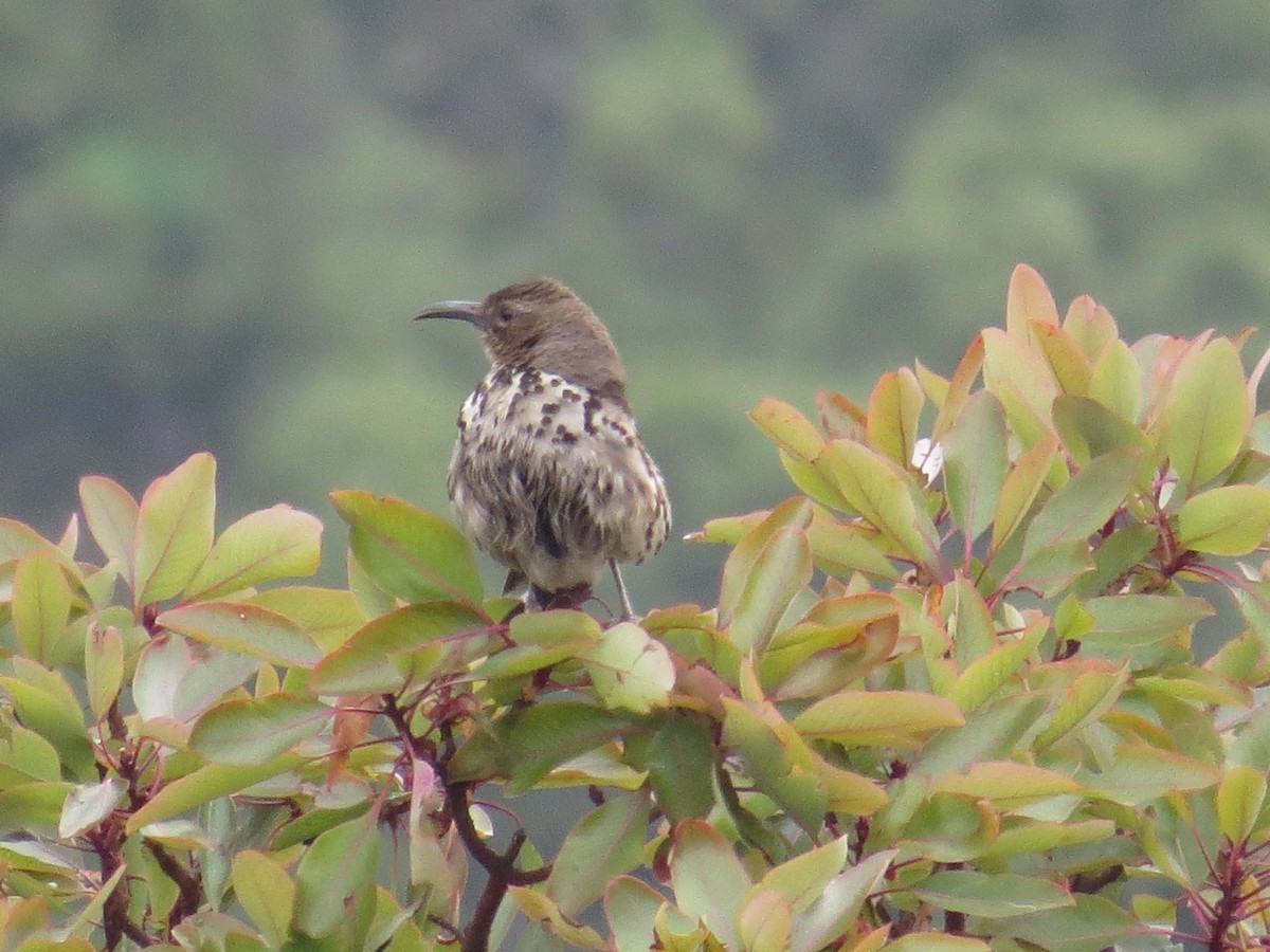 Ocellated Thrasher - ML639642546